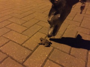 39CF9EED-5A04-4B99-892D-BD395961D534