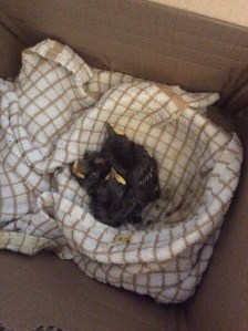 49735DB4-24C9-43FC-913E-B9E773DC4BDC